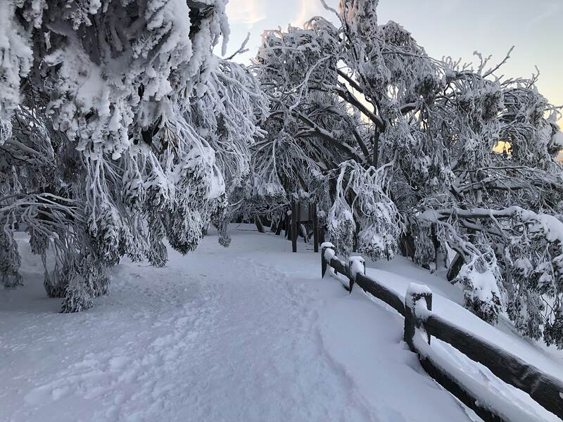 A village path under new snow, split-rail fence to one side and heavily rimed snow gums overhead.