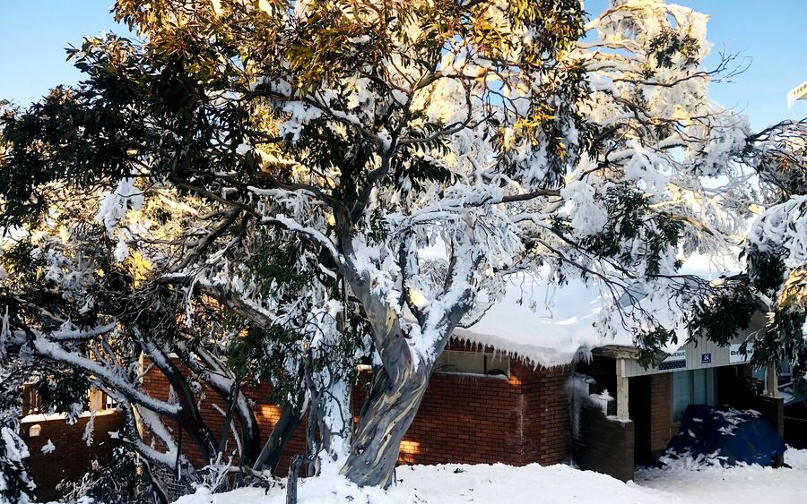 Golden light on a snow-laden snow gum beside the lodge, the lodge's brick wall and snow-heaped roofline behind it, deep snow across the ground and clear blue sky above.
